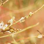 Euglena greenin salaisuus: kasvi, eläin tai yksinkertainen organismi?