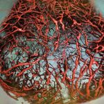 Scientists have grown perfect human blood vessels in the lab