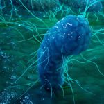 Underjordiske mikrober er næsten udødelige