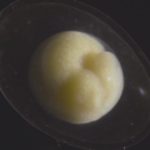 # Відео | Як крихітний ембріон перетворюється в прекрасний живий організм?