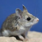 Mice were able to recover amputated fingers using two proteins.