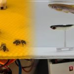 Fish and bees have learned to communicate with the help of robot translators