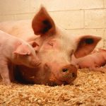 Вирощувати людські органи у свиней. Що може піти не так?