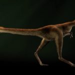 # video | Hvad så tyrannosaurerne ud, hvis de virkelig var dækket af fjer?
