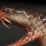 A new species of snake has been discovered that can attack without even opening its mouth.