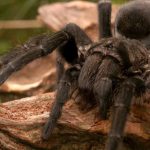 # Video | Giant spiders have been the cause of mortality in many animals.