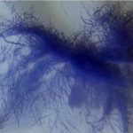 Módulo orbital europeo fotografiado "araña azul peluda" en Marte