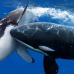 Οι θανατηφόροι λευκοί καρχαρίες έδειξαν έναν μεγαλύτερο και αιμοδιψή εχθρό