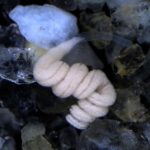 # video | Estos gusanos están sin boca y el sistema digestivo se alimenta de la manera más inesperada.