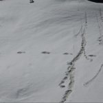 Indian army announced the discovery of traces of the Himalayan "Bigfoot"