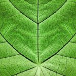 Vil kunstig fotosyntese hjælpe med at klare klimakrisen?