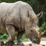 Последният мъж от суматранския носорог е мъртъв, но видът не е изчезнал. Как може да бъде това?