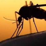 Genetisk modificeret svamp kan dræbe 99% anopheles myg