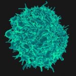 ＃動画|免疫細胞は細菌やウイルスを殺すことをどのように学びますか？