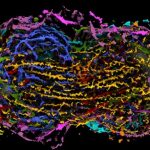 Biologer har lavet en detaljeret cellefordeling model - du kan studere det lige nu.