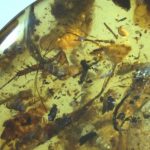 A tiny fragment of amber kept the remains of 40 different creatures for millions of years