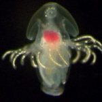 Biologists have found unknown marine larvae and do not know what will grow out of them.