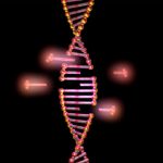 CRISPRに対する解毒剤をお探しですか？それが遺伝子の変化を元に戻すことは可能ですか？