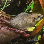 Dominate, conquer, humiliate: rodents use predatory plants as a toilet