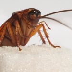 Cockroaches are able to develop resistance to all types of chemicals.