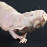 Superhero Rodents: Naked Diggers Do Not Feel Many Types of Pain
