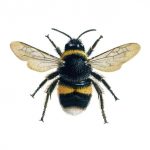Las abejas pueden asociar personajes con números.