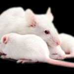 Transfusion of young blood slowed the aging of mice