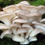 Mushrooms can be the main cure for tuberculosis in poor countries