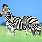 Why zebra striped?