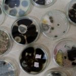 Mold can withstand doses of radiation that kill a person