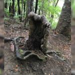 New Zealand scientists have discovered a stump-vampire, sucking juices from neighboring trees