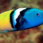 Самки 500 видів риб вміють швидко перетворюватися в самців. Як і навіщо вони це роблять?