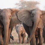 Intian norsut alkoivat kerätä "jengit" ja tappaa ihmisiä