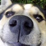 鼻の刻印で行方不明の犬を見つける方法は？