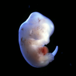 The Japanese have received permission to cross the human and animal embryo