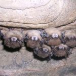 Millones de murciélagos mueren en Estados Unidos. ¿Qué los mata?