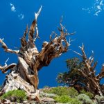 Яке дерево є найстарішим на нашій планеті?