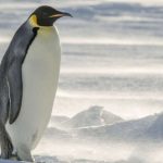 I New Zealand findes resterne af en pingvin med en højde på en person