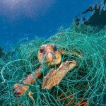The turtles began to feed on plastic. What to do with it?