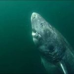 In Greenland, a shark was found at the age of 512 years. Is it true?