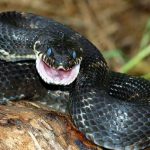 Hvad vil der ske med slangen, hvis den er bidt af en anden slange?