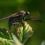 Voiko hyttysen purema aiheuttaa aivotulehduksia ja kuoleman?