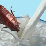 La leche de cucaracha es el alimento del futuro?