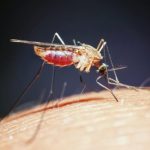 Grafen hjælper med at beskytte mod myggestik