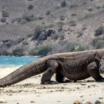 The largest lizards in the world - how did they survive to this day?