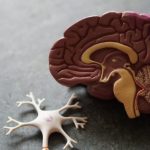 Да ли наш мозак има секс?