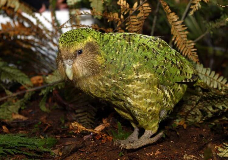 Le Perroquet Kakapo Et Loiseau Kiwi Que Savez Vous Deux