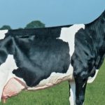 У Бразилу су планирали да узгајају вештачке краве, али ДНК грешке су све упропастиле