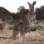 What did the kangaroos that inhabited Australia look like thousands of years ago?