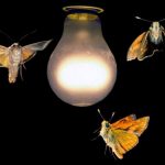 Why do moths fly into the light?